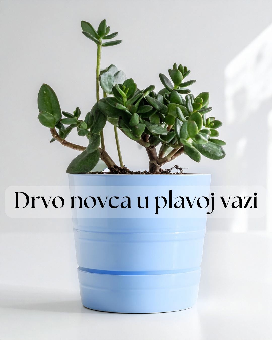 Privucite više prilika za rast i zaradu s drvom novca